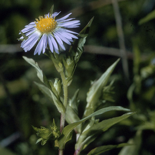 PURPLE-STEMMED ASTER